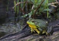 Patient American Bullfrog Royalty Free Stock Photo