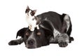 Patient Border Collie With Little Kitten on Head Royalty Free Stock Photo