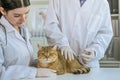 patient cat receiving medicine injection from veterinarian at clinic