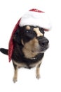 Patient christmas pooch Royalty Free Stock Photo