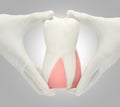 Patient education with dental model holding in a hand isolated i