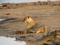 Patient Lioness