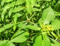Patik mas itself has Latin names such as Euphorbia Heterophylla