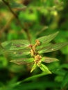 'Patikan kebo' the Indonesian name Euphorbia hirta or asthma plant
