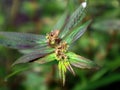 'Patikan kebo' the Indonesian name Euphorbia hirta or asthma plant