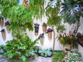 Patio in Cordoba, Andalusia, Spain