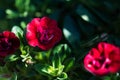 Patio hybrid petunia with small dark red flowers in a suspended pot Royalty Free Stock Photo