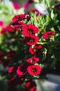 Patio hybrid petunia with small dark red flowers in a suspended pot Royalty Free Stock Photo