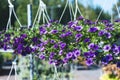 Patio hybrid petunia with small purple flowers in a suspended pot Royalty Free Stock Photo