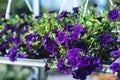 Patio hybrid petunia with small purple flowers in a suspended pot Royalty Free Stock Photo