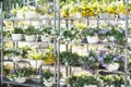 Patio hybrid petunias on a metallic rack in a garden center