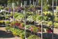 Patio hybrid petunias on a metallic rack in a garden center