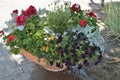 Patio potted garden colorful annual flowers