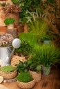 Patio of a wooden house with green plants in pots and watering can. Garden tools. Gardening. Growing potted plants. Houseplants. Y Royalty Free Stock Photo