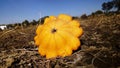 Patisson Golden Marbre Scallop Squash Royalty Free Stock Photo