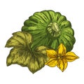 Patisson vegetable sketch. Vector pattypan image. Royalty Free Stock Photo