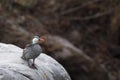 Pato de los torrentes - Merganetta armata Royalty Free Stock Photo