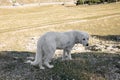 Patou mountain dog in a meadow Royalty Free Stock Photo