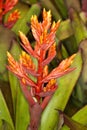 Patricia Aechmea sp Royalty Free Stock Photo