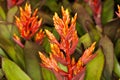Patricia (Aechmea sp) Royalty Free Stock Photo