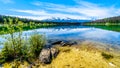 Patricia Lake with reflections of the snow capped peaks of the Rocky Mountains in Jasper National Park Royalty Free Stock Photo