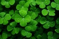 Patrick grass close leaf clover green nature plant macro up luck shamrock