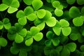 Patrick plant close luck macro leaf up nature clover green grass background shamrock