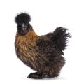 Patridge Silkie chicken on white