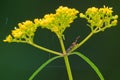 Patrinia rupestris and assassin bug