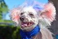 Patriotic Chinese Crested Hairless dog Royalty Free Stock Photo