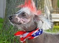 Patriotic Chinese Crested Hairless dog Royalty Free Stock Photo