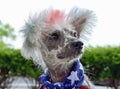 Patriotic Chinese Crested Hairless dog Royalty Free Stock Photo