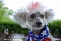 Patriotic Chinese Crested Hairless dog Royalty Free Stock Photo