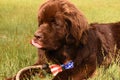 Sweet Chocolate Brown Newfoundland on the Fourth of July