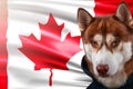 Patriotic dog proudly in front of the Canada flag. Portrait siberian husky in sweatshirt in the rays of bright sun. Royalty Free Stock Photo