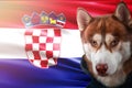 Patriotic dog proudly in front of Croatia flag. Portrait siberian husky in sweatshirt in the rays of bright sun.