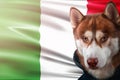 Patriotic dog proudly in front of Italy flag. Portrait siberian husky in sweatshirt in the rays of bright sun.