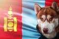 Patriotic dog proudly in front of Mongolia state flag. Portrait siberian husky in sweatshirt in the rays of bright sun.