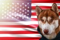 Patriotic dog proudly in front of the USA flag. Portrait siberian husky in sweatshirt in the rays of bright sun. Royalty Free Stock Photo