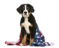 Patriotic dog sitting with american flag Royalty Free Stock Photo