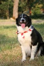 Patriotic Dog with USA Flag Bandanna Royalty Free Stock Photo