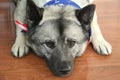 Patriotic Norwegian Elkhound Dog 2