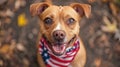 Patriotic Pooch: Cute Dog Wearing American Flag Bandana Royalty Free Stock Photo