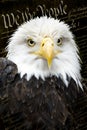 Patriotic Portrait of Bald Eagle Against the Historical United States Constitution