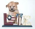 Patriotic Puppy Royalty Free Stock Photo