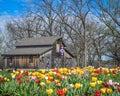 Patriotic Quilt Barn with Tulips Blooming - Beloit, WI Royalty Free Stock Photo