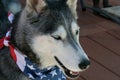 Patriotic Siberian Husky Dog with Blue Eyes Royalty Free Stock Photo