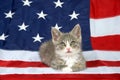 Patriotic tabby kitten on American flag Royalty Free Stock Photo