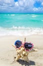 Patriotic USA background with starfish on the sandy beach Royalty Free Stock Photo