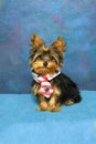 Patriotic Yorkie